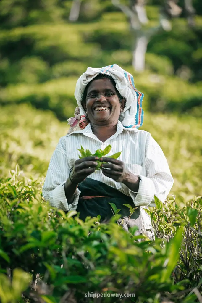 Tea picker in Ella, Sri Lanka