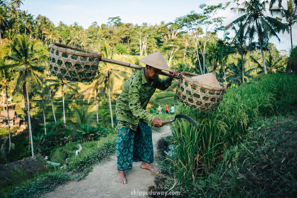 Bali local on Tegalalang rice terraces