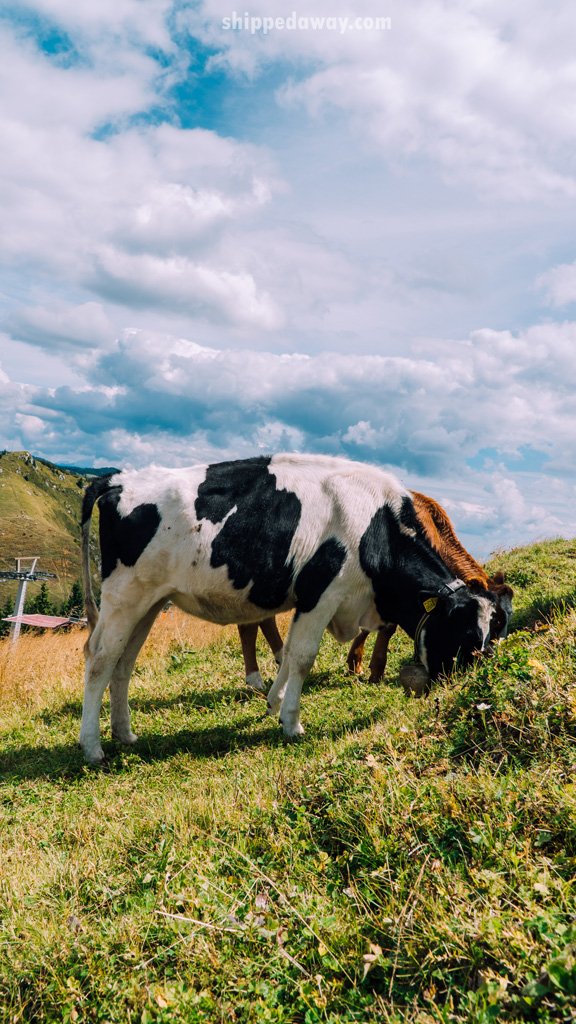 Cows at Soriska planina