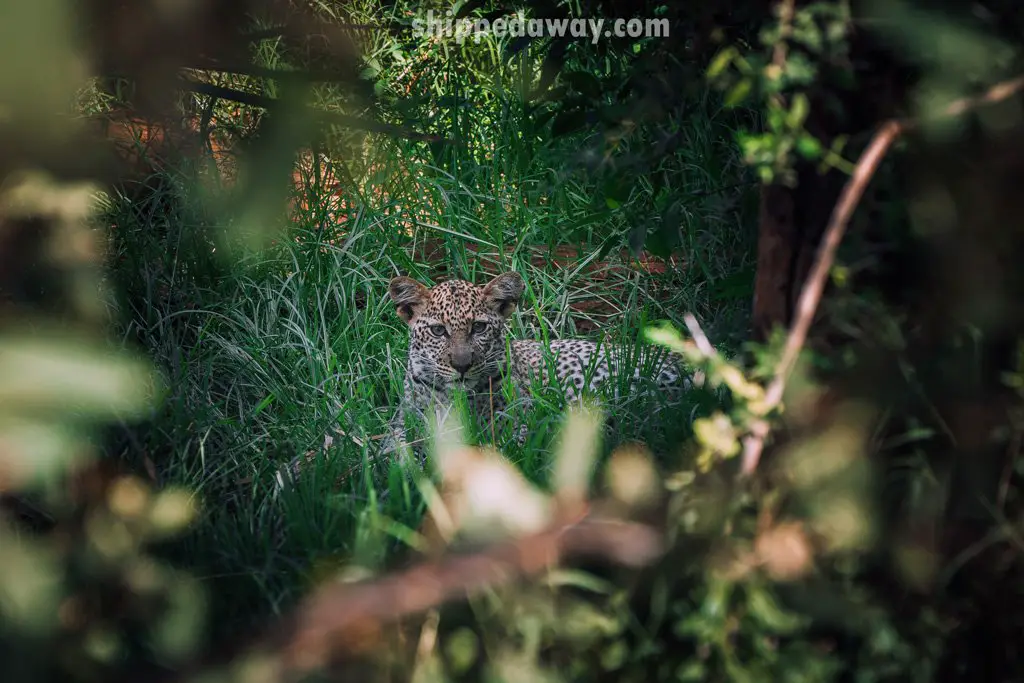 Leopard in the grass on a game drive at Samburu National Reserve