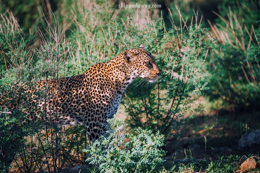Leopard, one of big 5 on a game drive at Samburu National Reserve