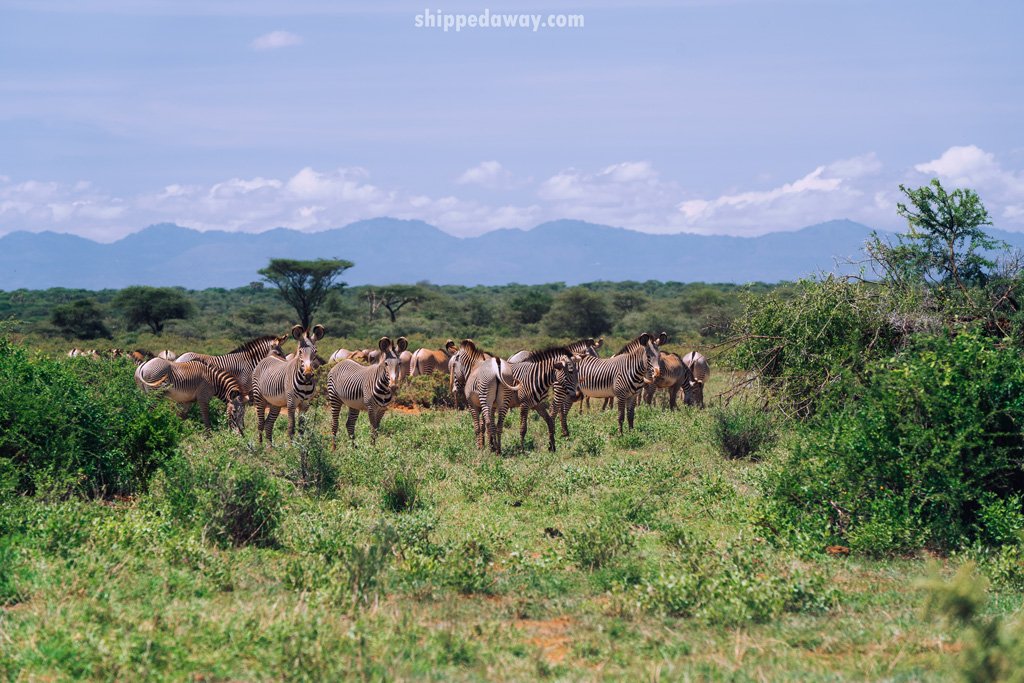 Zebras in the Samburu National Reserve